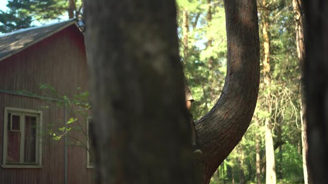 Little Child Sitting on a Tree Branch Fork in Nature and Waving Hand, Slow Panning Camera