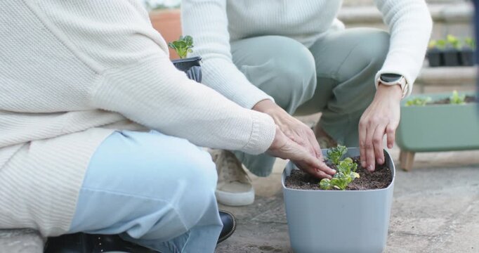 Reaching tray, hands are planting seedlings into pot on patio and are pouring water for roots