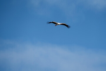 Fototapeta premium White stork soaring with outstretched wings in a clear blue sky with light wispy clouds