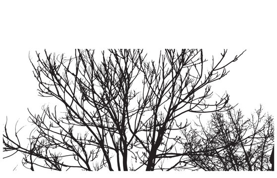 black and white drawing of a tree with branches