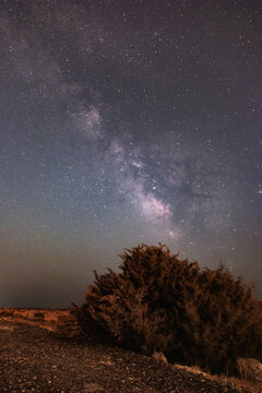 Milky Way galaxy above desert shrub under starry night