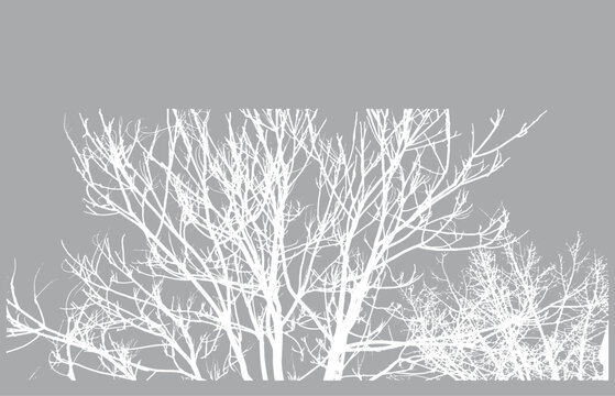 black and white drawing of a tree with branches