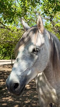 White Camargue horses traditional French workhorse native to the Camargue region of southern France. High quality 4k footage