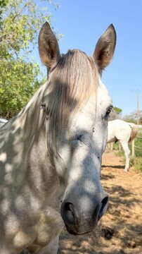 White Camargue horses traditional French workhorse native to the Camargue region of southern France. High quality 4k footage