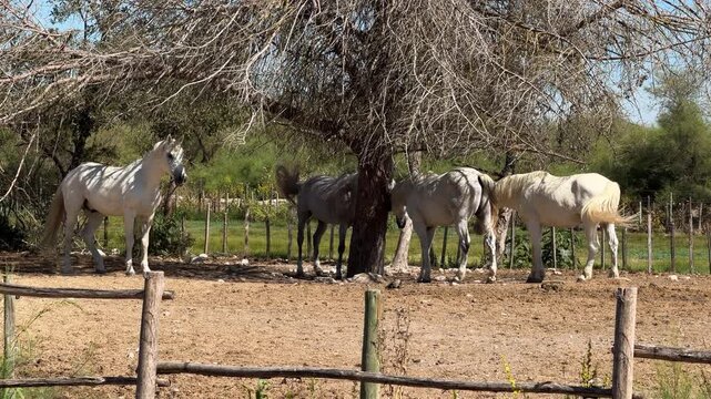 White Camargue horses traditional French workhorse native to the Camargue region of southern France. High quality 4k footage