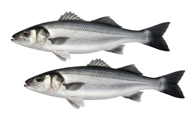 Fototapeta premium PNG Fresh sea bass fish display.