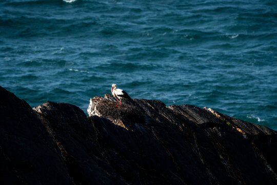 Gulls perched on jagged dark coastal rocks with deep blue ocean waves rolling in the background