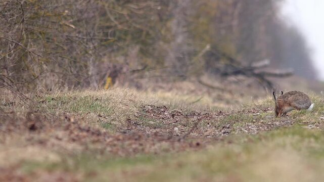European Hare observing its surroundings at the forest edge in cloudy winter morning light, guided by natural instinct