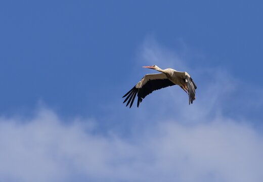 White stork (Ciconia ciconia)