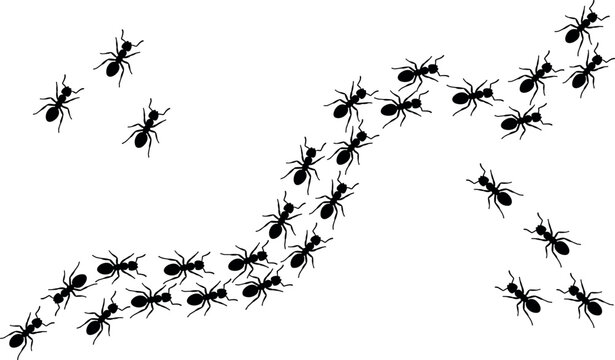 Colony of worker ants crawling together in a trail black silhouette graphic element isolated on white background vector