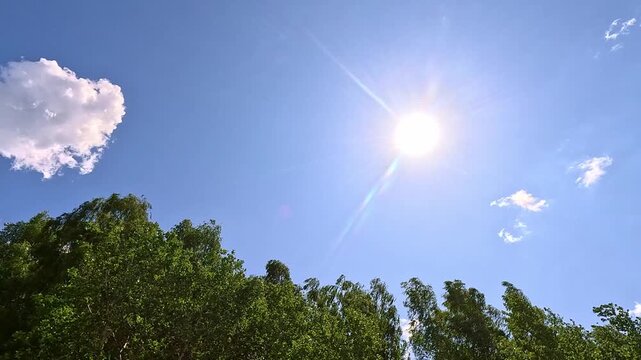 The bright sun shines above green treetops swaying gently in the summer wind under a blue sky with scattered white clouds, branches and leaves moving steadily throughout the scene.