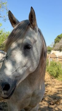 White Camargue horses traditional French workhorse native to the Camargue region of southern France. High quality 4k footage