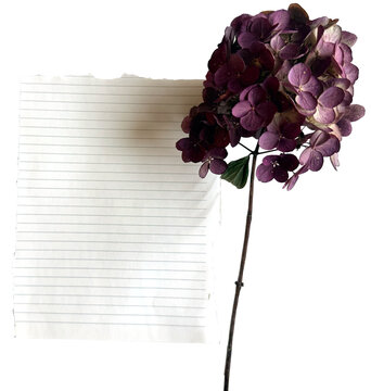 Purple Hydrangea with Torn Lined Paper Isolated