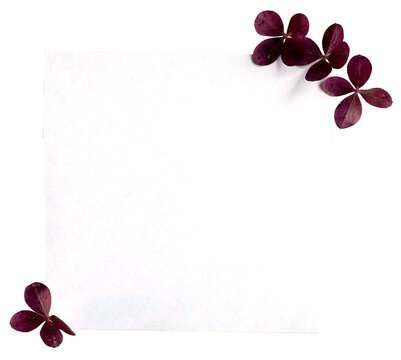 Blank Paper with Purple Hydrangea Flowers