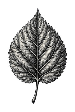 PNG Detailed monochrome leaf illustration.