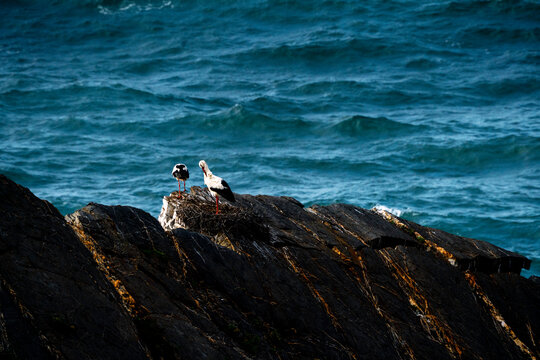 Two seagulls perched on a dark rocky coast with rolling ocean waves and deep blue sea in the background