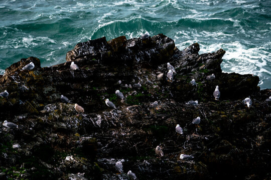 Seabirds clustered on dark coastal rocks beside choppy green ocean waves, rugged shoreline habitat for gulls