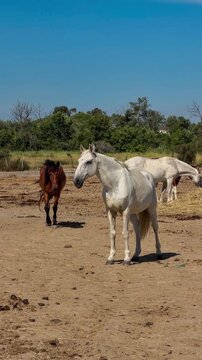 White Camargue horses traditional French workhorse native to the Camargue region of southern France. High quality 4k footage