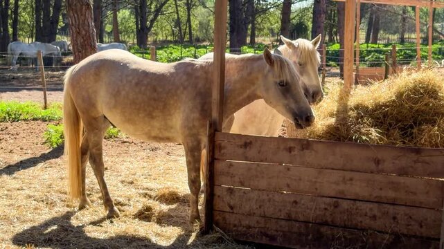 White Camargue horses traditional French workhorse native to the Camargue region of southern France. High quality 4k footage
