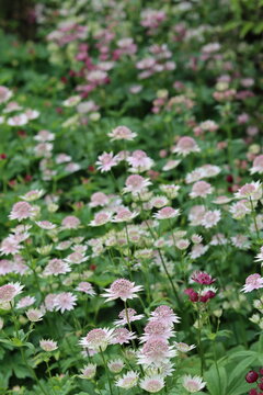 Astrantia flowers in a garden