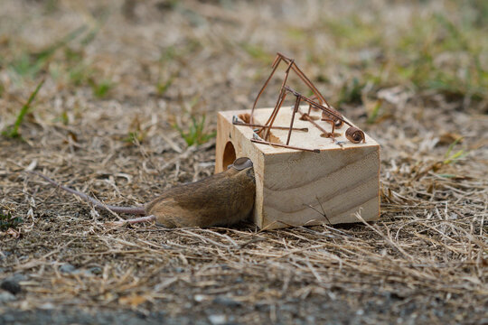 Mousetrap with a mouse caught in it