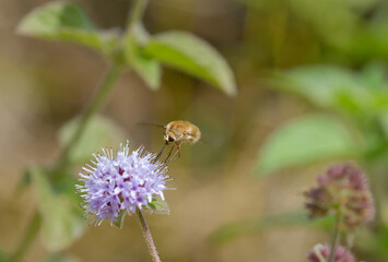 Close-up of a western bee-fly feeding on water mint flowers. © roberto