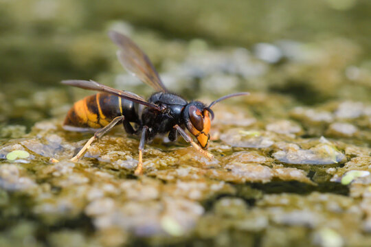 Close-up of an Asian hornet drinking from the water of a pond.