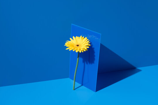 Yellow gerbera flower beside blue acrylic panel and shadow