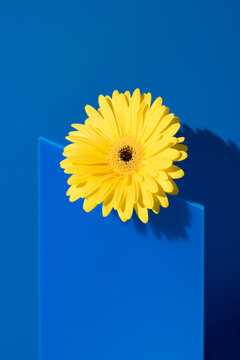 Yellow gerbera flower on blue acrylic panel with shadow