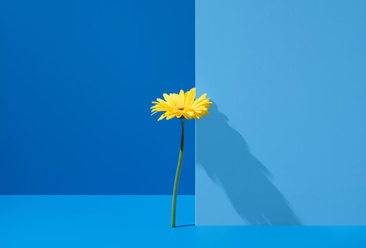 Yellow gerbera flower with shadow on blue background