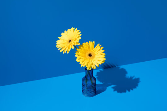 Yellow gerbera flowers in glass vase on blue background