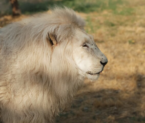 Close-up of a South African white lion in the wild in soft natural light © Dav_782