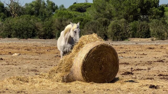 White Camargue horses traditional French workhorse native to the Camargue region of southern France. High quality 4k footage