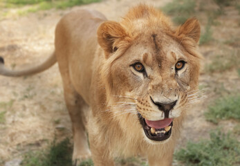 Close-up of a young male lion with a short light mane and intense gaze © Dav_782