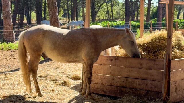 White Camargue horses traditional French workhorse native to the Camargue region of southern France. High quality 4k footage