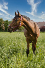 Horse grazing peacefully in a green meadow. © jarizPJ