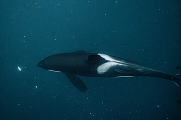 Orca whale hunting herring in norwegian fjord waters © Kristof