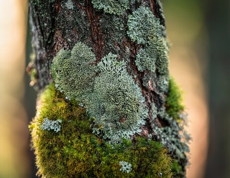 tree bark with lichen and moss in macro view capturing layered texture and micro ecosystem detail