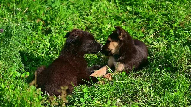 Two small puppies playing together in the grass