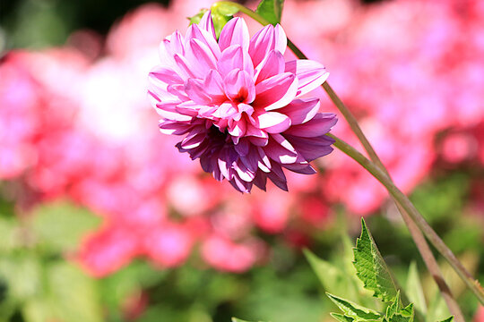 Beautiful and diverse dahlia varieties in a garden on a clear, sunny day. These flowers are grown in central Russia; they are at their peak bloom in August and early autumn.