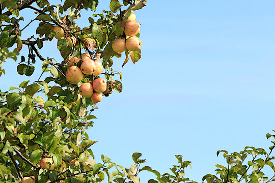 Ripe apples on tree branches in a sunny autumn orchard. Harvesting in a country garden, the beauty and bounty of nature, natural food concept, natural background with fruit trees, selective focus