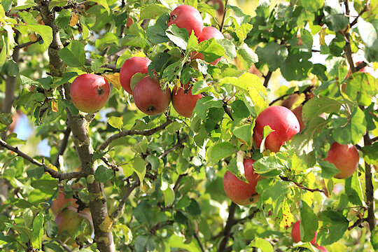 Ripe apples on tree branches in a sunny autumn orchard. Harvesting in a country garden, the beauty and bounty of nature, natural food concept, natural background with fruit trees, selective focus