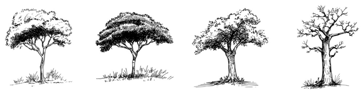 African savanna trees set including acacia and baobab in vintage engraving style