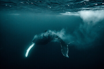 Humpback whale bubble-net feeding for herring in arctic fjords © Kristof