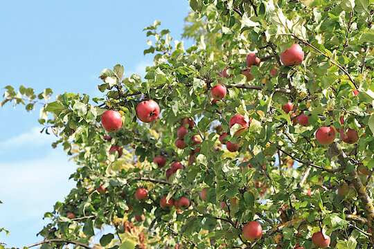 Harvesting in a country garden; ripe apples on tree branches in a sunny autumn orchard. Beauty and gifts of nature, natural food concept, natural background with fruit trees, selective focus