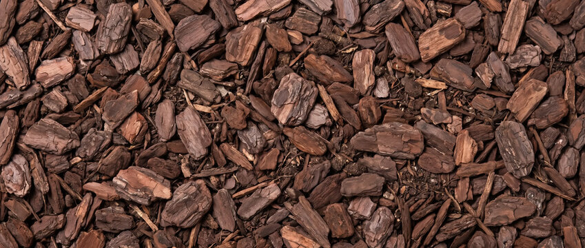 Brown pine bark mulch texture for garden landscaping. Organic ground cover wood chips background