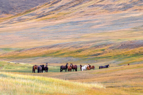 nature scene with a herd of horses grazing in colorful foothills meadows on a summer day