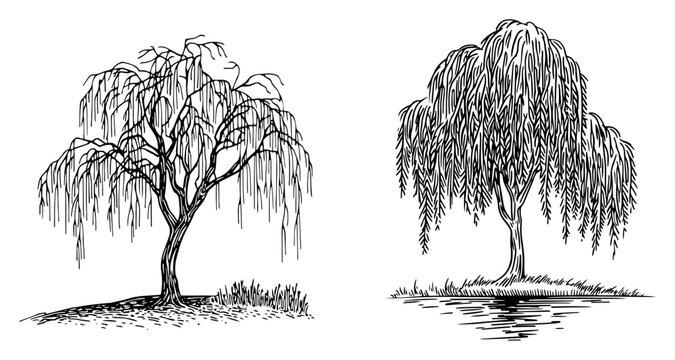 Weeping willow trees with drooping branches in vintage woodcut engraving style