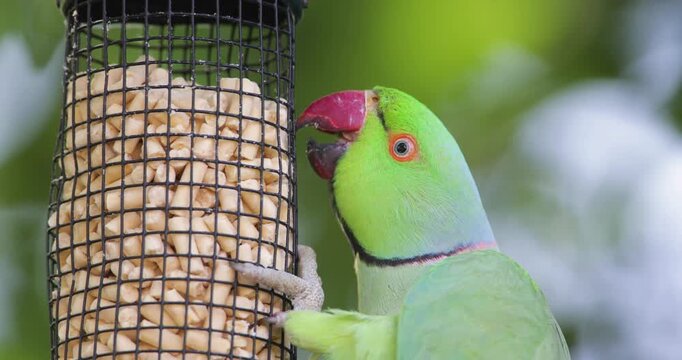 Rose-ringed parakeet (Psittacula krameri) feeding on suet pellets from a wire mesh bird feeder in a garden
