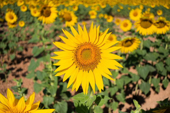 Yellow sunflower bloom in a sunlit summer field